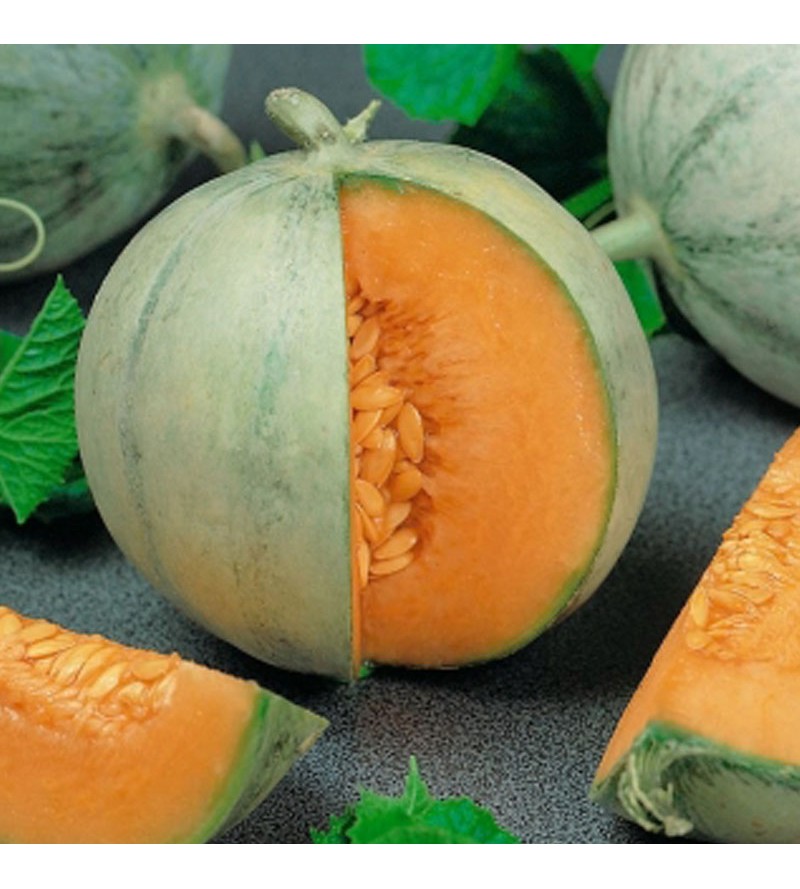 Melon charentais Cantaloup