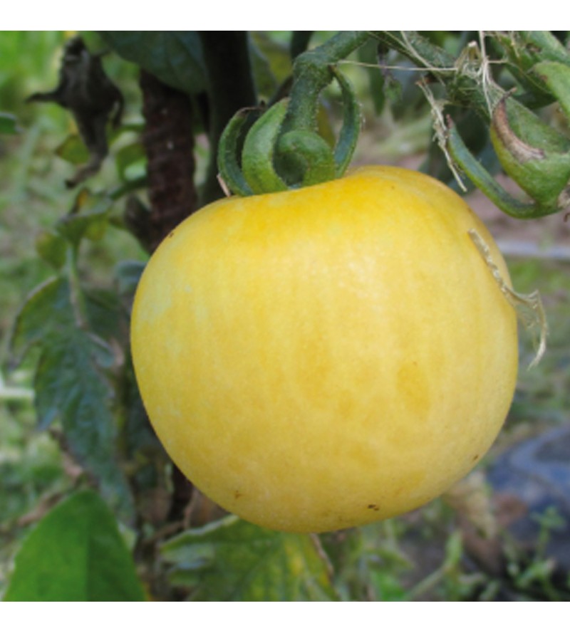 Tomate Mirabelle blanche