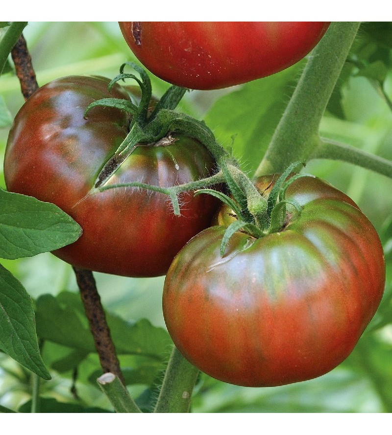 Tomate Noire de crimée