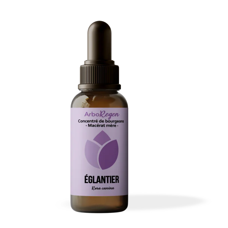 Eglantier