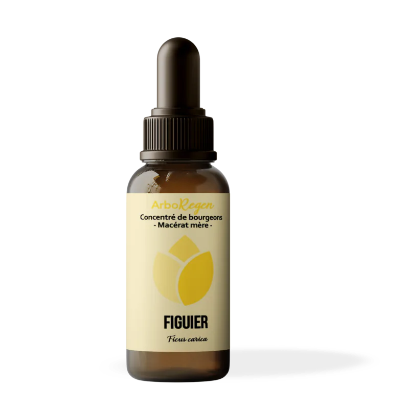 Figuier