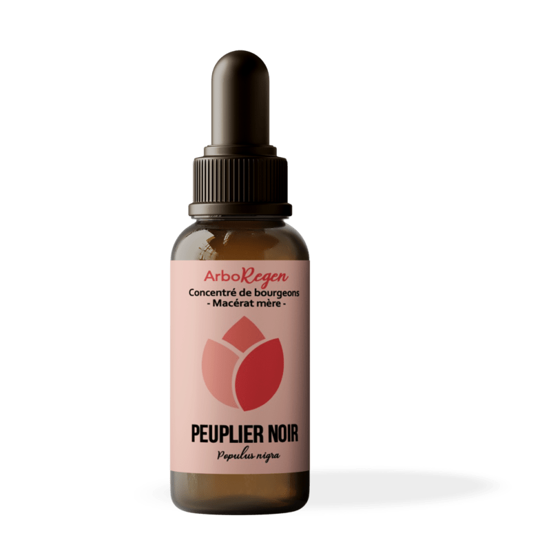 Peuplier noir